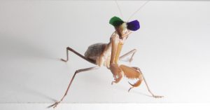 Why These Praying Mantises Are Wearing Itty-Bitty 3D Glasses