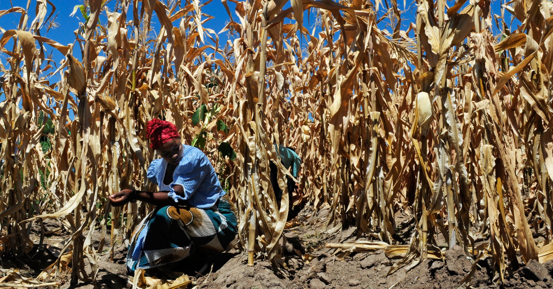 Big Ag Is Sabotaging Progress on Climate Change