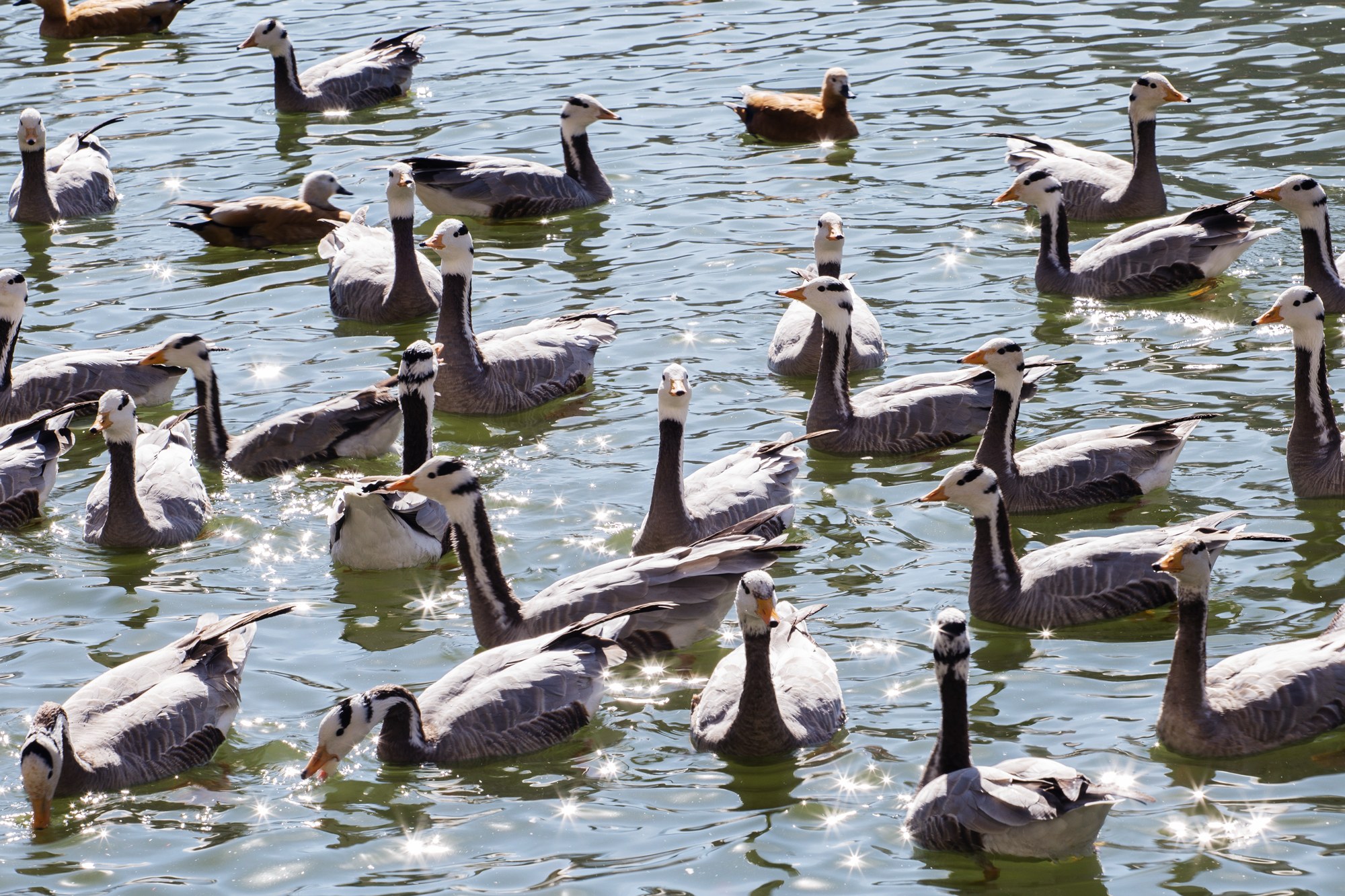 Why These Geese Wear Tiny Backpacks and Fly in a Wind Tunnel