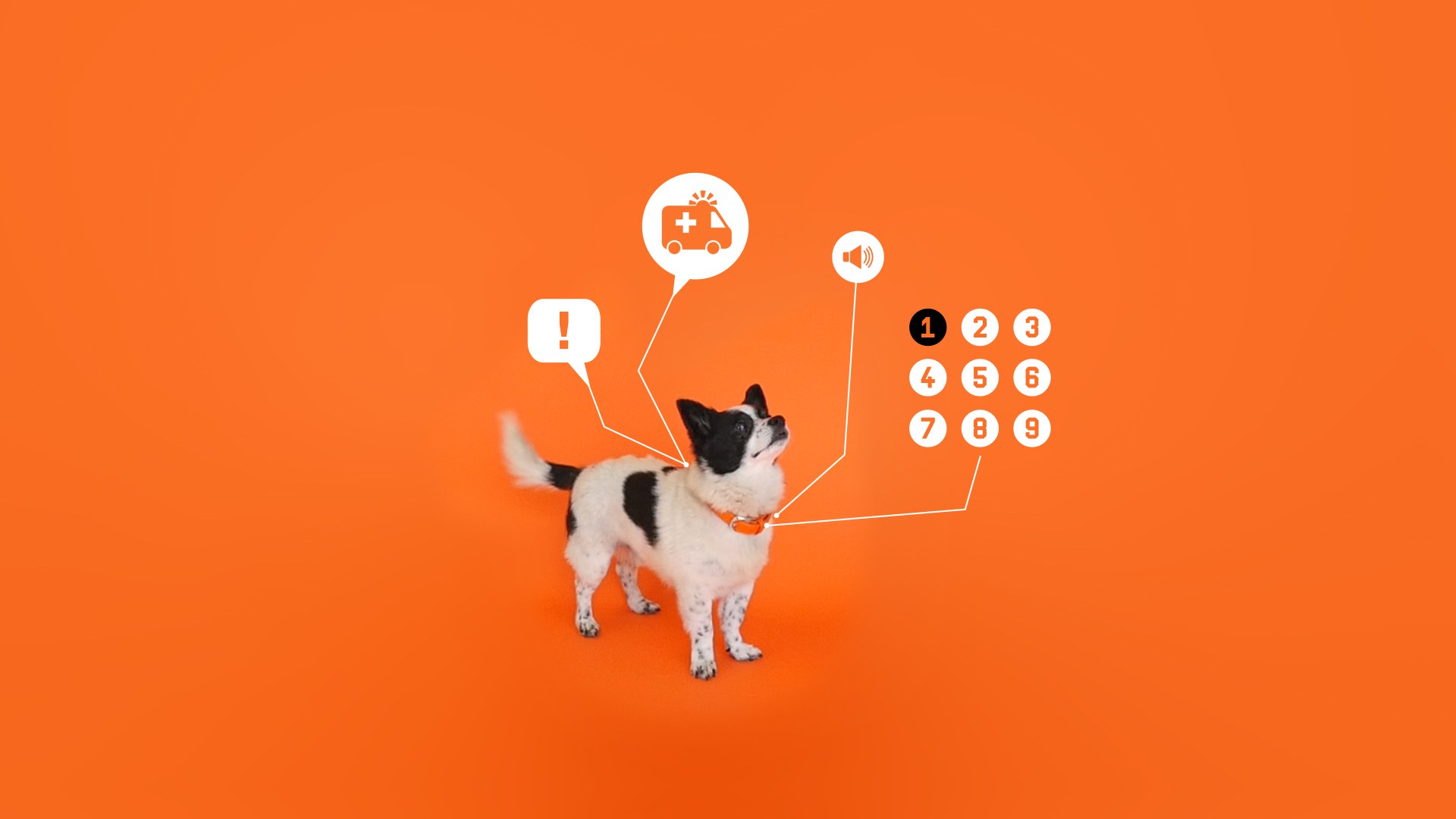 The Tech Helping Dogs Learn to ‘Talk’ With Humans