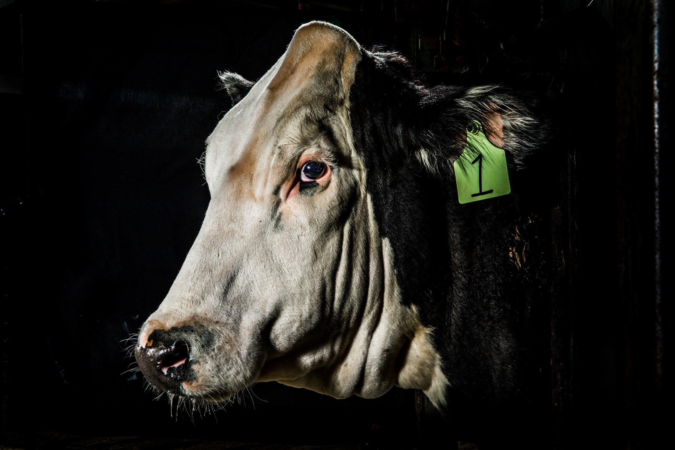 A Cow, a Controversy, and a Dashed Dream of More Humane Farms