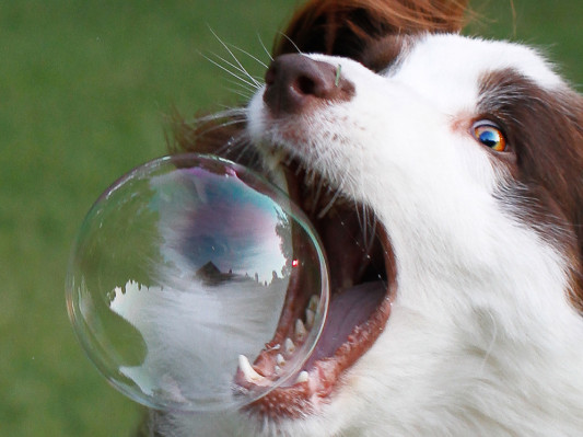 Week in Review: Pet startups will be the death of Silicon Valley