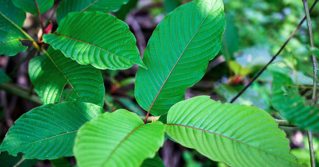 Release the Kratom: Inside America’s Hottest New Drug Culture