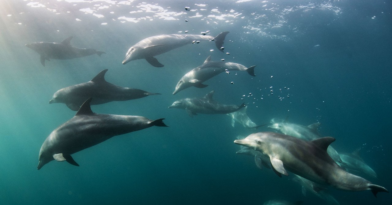 Dolphins Are Silent Unintended Casualties of Tuna Fishing