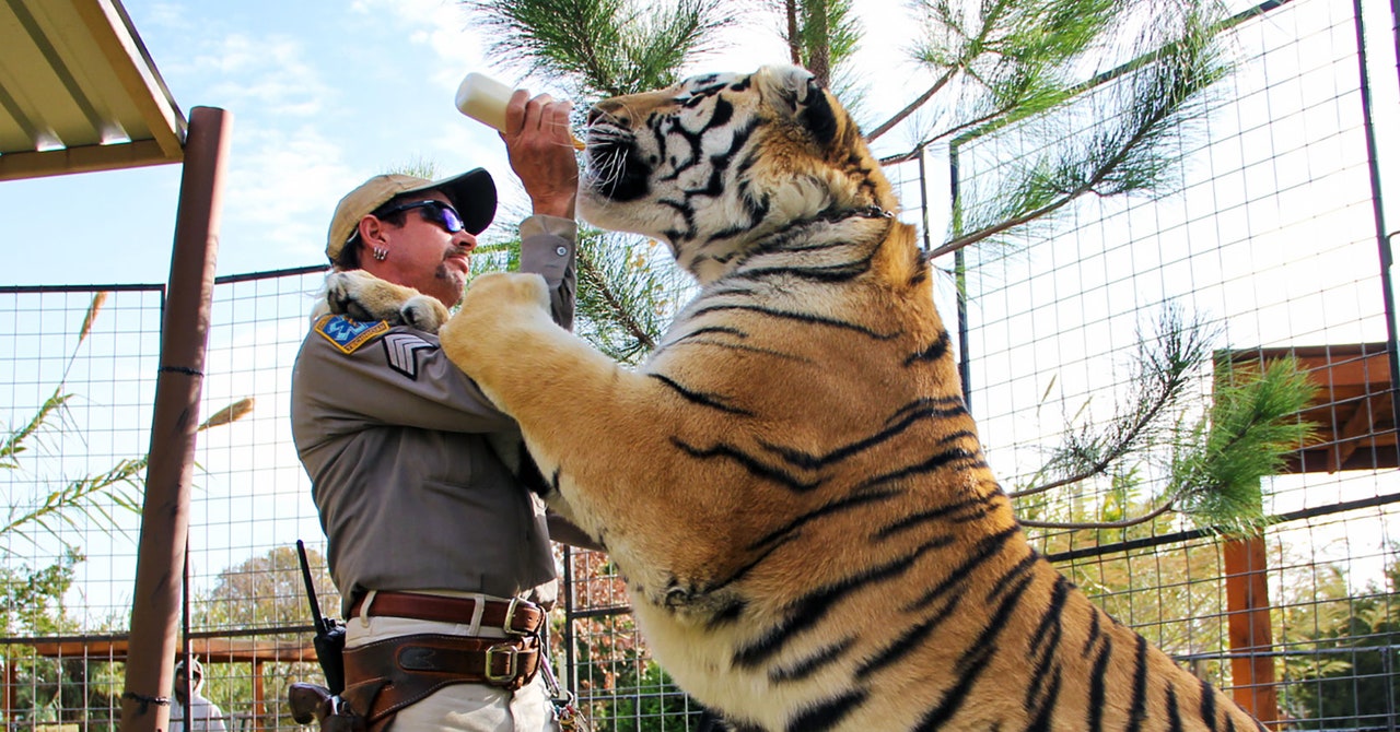 The Gargantuan Cats of ‘Tiger King’ Will Live and Die in a Cage