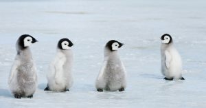 A Satellite tv for laptop Spots 11 Fresh Emperor Penguin Colonies