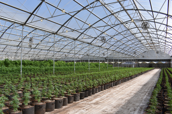 Trym raises $3.1M seed to develop its hashish cultivation platform